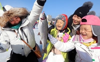 평창송어축제, 얼음낚시로 잡아올린 송어