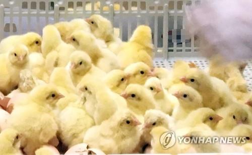 작년 말 국내 사육 산란계 7474만마리…1980년 집계 후 최다