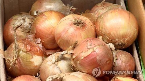 양파 가격 바닥 모르는 하락…1년 전보다 26.7%↓