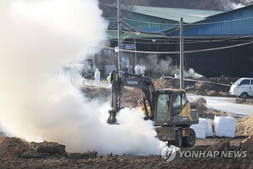 구제역 국내서 어떤 피해 줬나…설 앞두고 확산 가능성은?