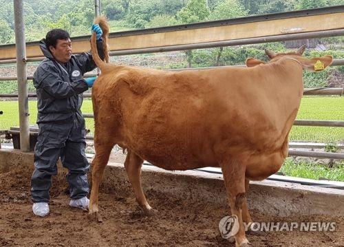 "2년 전 악몽 막아라"…보은군 구제역 방역 총력