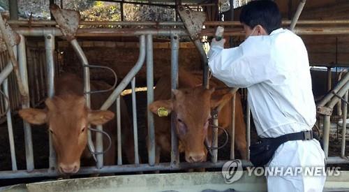 "항체 형성률 98%인데"…충주서 또 구제역 '악몽'