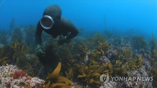 '택시기사·말기암 환자도 물질?'…가짜해녀 100여명 적발