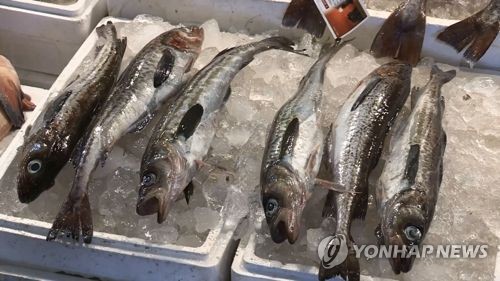 '씨가 마른 명태'…오늘부터 포획 금지