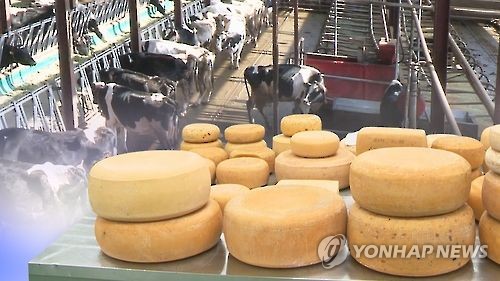 몸에 좋다고 2∼3배 비싸도 샀는데…목장 자연치즈서 대장균