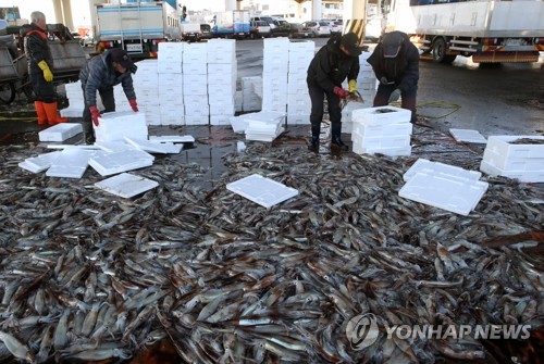 "어디 갔다 왔니"…동해안 1월 오징어 어획량 3.8배 급증