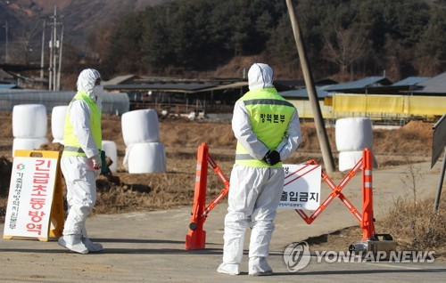 "일방적 살처분 통보"…안성시 대응에 축산인 '섭섭'