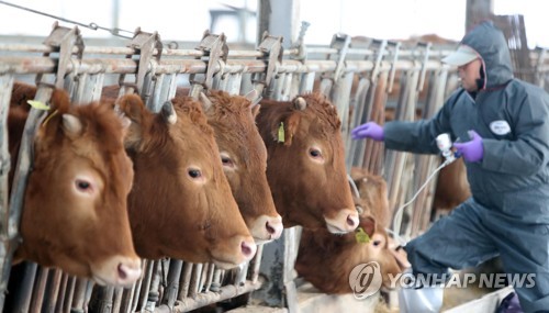 충남 구제역 역학 농가 56곳으로 늘어…"임상 이상 없어"