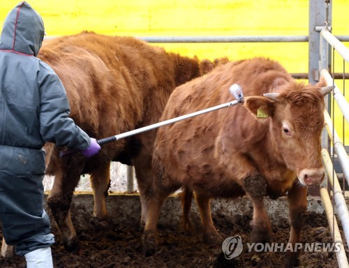 충북 충주서도 구제역 의심신고…설 전 전국 확산 기로