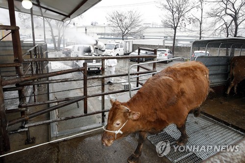 구제역 방역 '초강수'…전국 48시간 이동중지·축산모임 금지