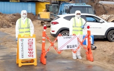 충주서 구제역 의심 신고…설 전 전국 확산 기로