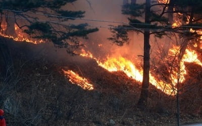 올해들어 벌써 산불 30건 발생…"건조한 날씨 작은 불씨도 주의"