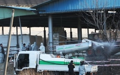 경기 안성서 구제역 의심 젖소…당국, 살처분 착수