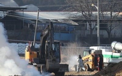 "설 앞두고 날벼락…" 구제역 덮친 안성 축산농가 한숨