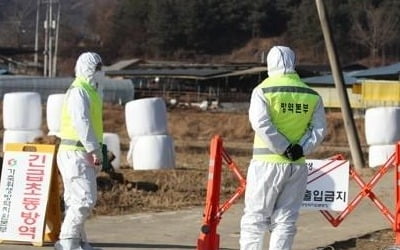 '구제역 추가 확산 안 돼'…살처분 800여 마리로 늘어