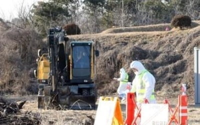 "항체 형성률 98%인데"…충주서 또 구제역 '악몽'