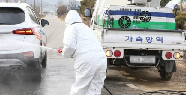 '구제역 추가 확산 막아라'…설 연휴도 잊은 전국적 '방역' 