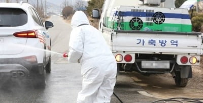 '구제역 추가 확산 막아라'…설 연휴도 잊은 전국적 '방역'