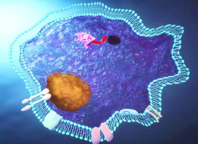 세포막 전송 펩타이드(aMTD)가 병든 세포 안으로 약리 물질을 전송하는 모습. 셀리버리 제공