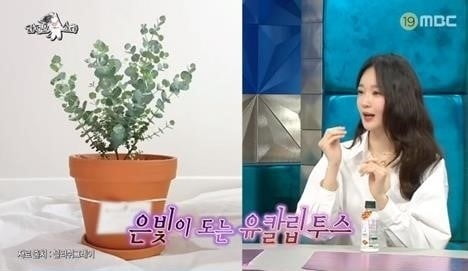 유칼립투스를 기르고 있다고 밝힌 그룹 다비치 멤버 강민경/사진=MBC ‘라디오스타’ 캡처