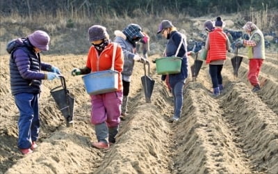 감자 심는 아낙네들