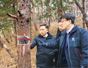 지난해 11월 산림청 직원들이 남북산림협력사업을 위해 북한 개성지역의 병해충 피해나무를 살피는 모습.  /산림청  제공 