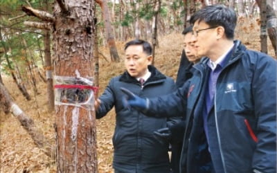 北산림 살리기 나선 산림청…年 100만그루 묘목 심는다