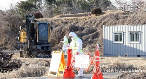 구제역 확산 조짐에다 AI 불안까지…시름 깊은 충북 축산농가