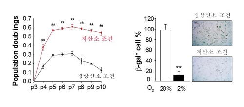 탈모 치료 희소식…젖꼭지 닮은 모유두 세포 증식 개선