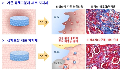 신장이식 대신 조직재생 유도…고분자물질 제작 성공