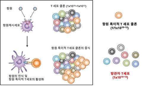 '방관자 T세포' 자가면역 질환에 관여한다