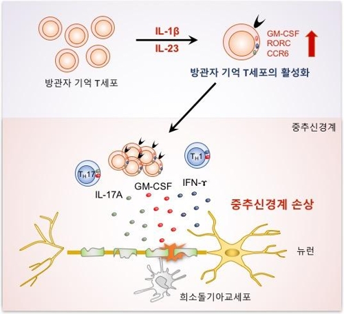 '방관자 T세포' 자가면역 질환에 관여한다