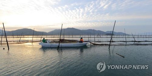 김 양식 '4중고'…작황·품질·가격·재고 모두 최악