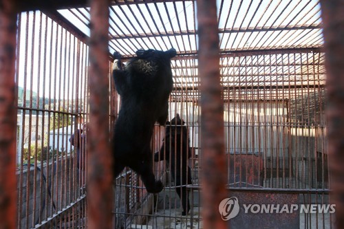 "웅담 채취용 곰 사육, 체계적 관리로 문제 해결해야"