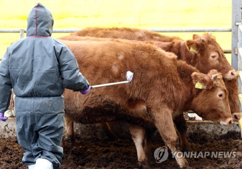 충남 농가 구제역 백신 접종률 94.7%…"강력한 방역대책 추진"