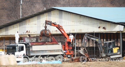 전국 구제역 긴급접종 마쳐…소 살처분은 '8년 만 최다'