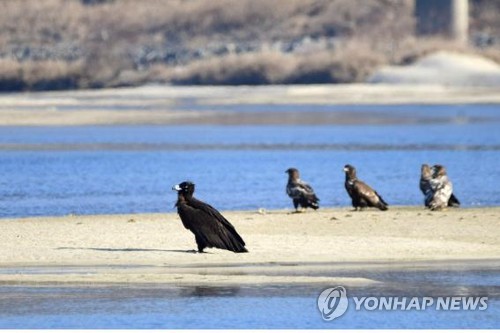 환경부 "4대강 보 개방 후 수질 크게 좋아져…자정능력도 개선"