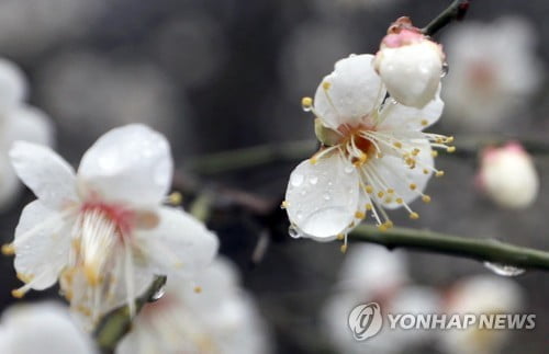 귀성길 전국에 눈·비…오후부터 차차 그치고 '기온 뚝'