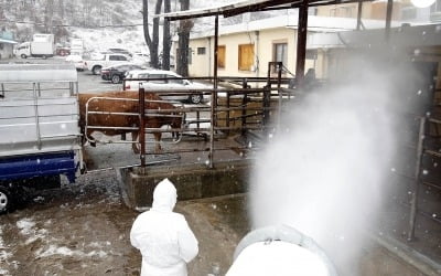 충주 노은면 한우농가서도 구제역 의심 신고