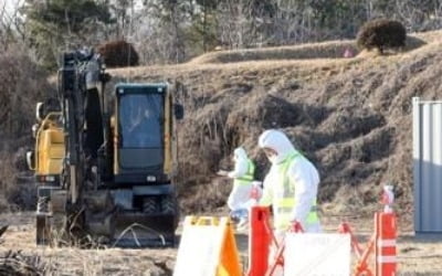 구제역 확산 조짐에다 AI 불안까지…시름 깊은 충북 축산농가