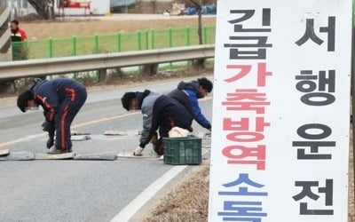 안성 구제역 열흘 넘게 '잠잠'…"추가 의심신고 없어"