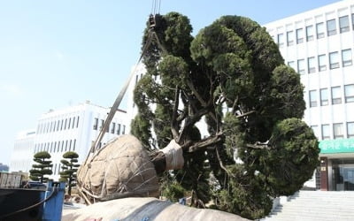 친일인사 교가 없애고 일본 나무 뽑고…일제 잔재 지우는 교육계