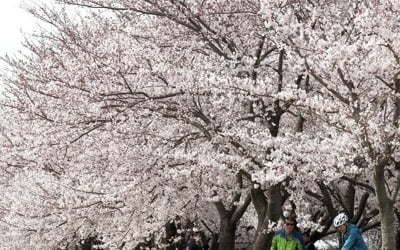 "벚꽃 개화 평년보다 4∼7일 빨라…제주 3월21일·서울 4월3일"