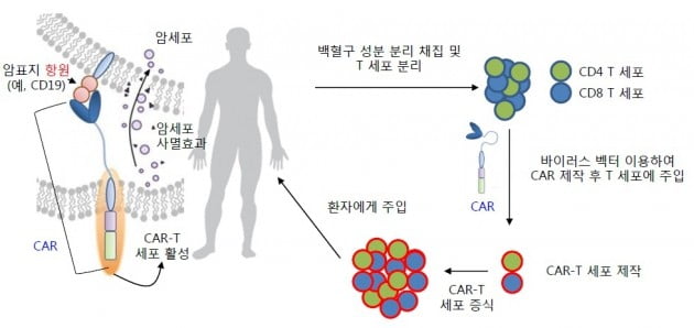 앱클론, 혈액암 CAR-T 치료제 임상 후보물질 도출 성공