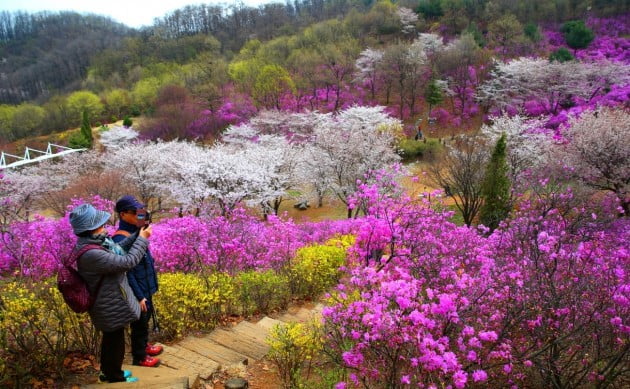 원미산 진달래축제