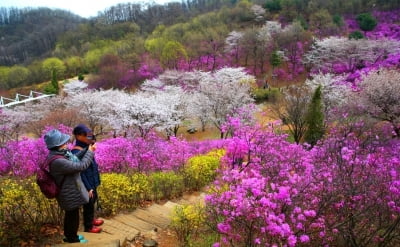 경기 부천의 3대 꽃축제 4월6일부터 팡파르