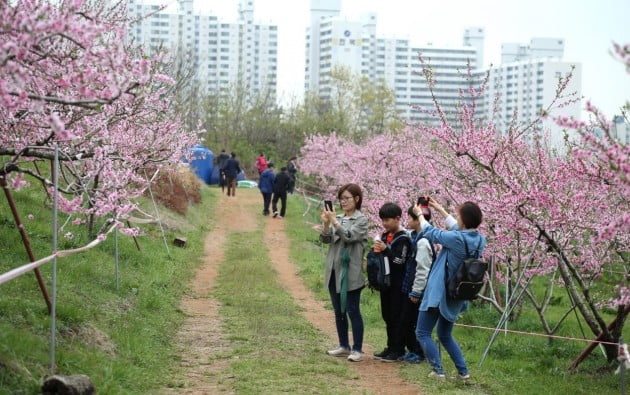 춘덕산 복숭아꽃축제. 경기 부천시 제공