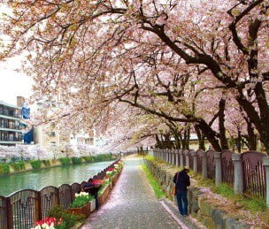 일본에서 벚꽃이 가장 먼저 개화하는 후쿠오카. 하나투어 제공 