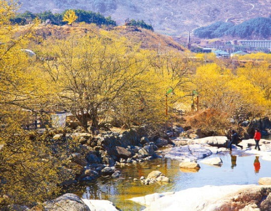 전남 구례 산수유마을.  