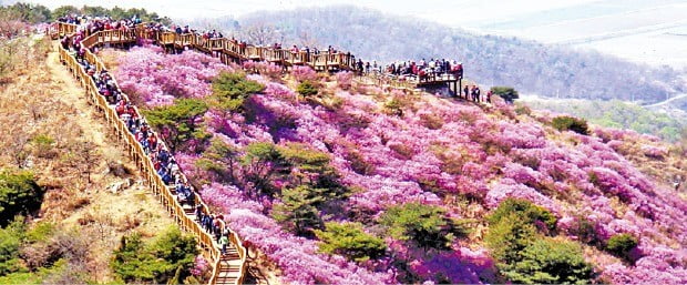 인천 강화군 고려산 정상 진달래 군락지. 강화군청 제공 